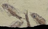 Fossil Fish (Gosiutichthys) Mortality Plate - Lake Gosiute #61571-3